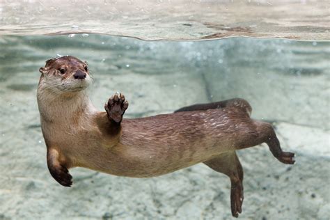 River otters swimming .